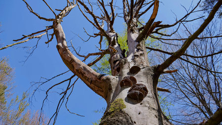 tree with cloud ear mushrooms seen from below