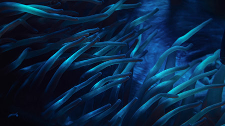 Abstract texture of blue-lit sea anemones