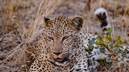 Young leopard resting among dry grasses in natural habitat