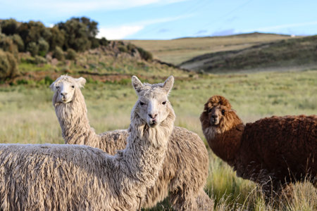 Group of white and brown alpacas grazing in a high Andean meadow