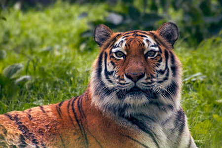 Bengal tiger resting in green vegetation with intense gaze
