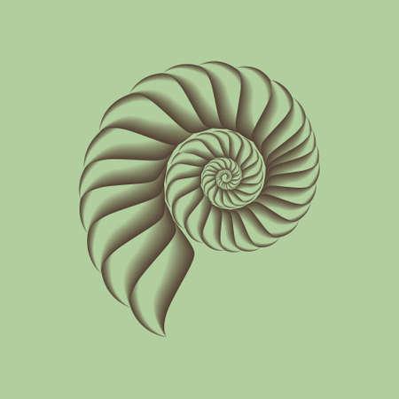 A vector shell.のイラスト素材