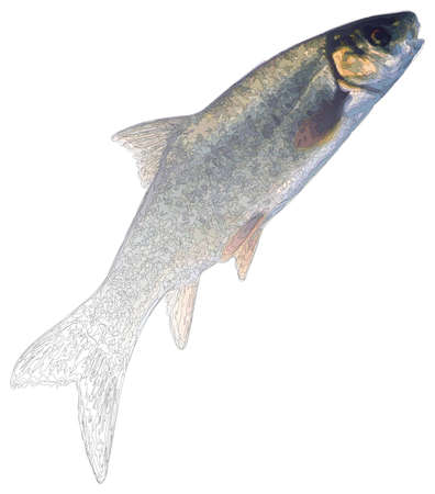 fish outlineのイラスト素材