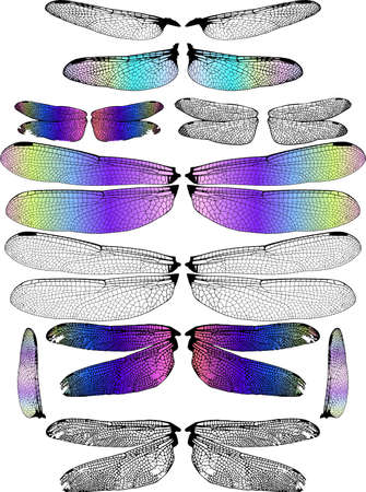 Diaphanous Delicate Dragonfly Wingsのイラスト素材