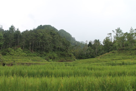 The green grass and mountainの写真素材
