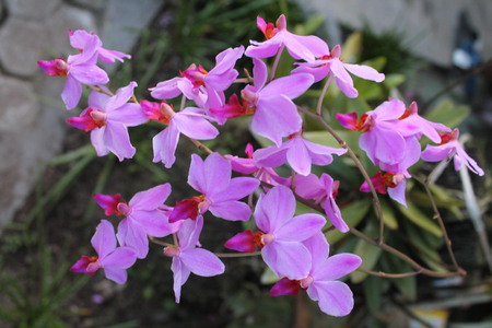 anggrek di halaman rumahの写真素材