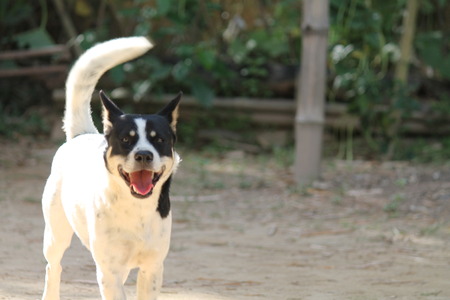 Grandny's dogの写真素材