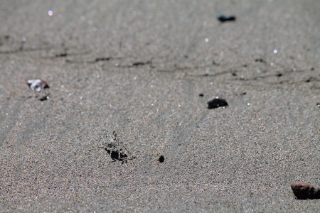 a tiny crabの写真素材