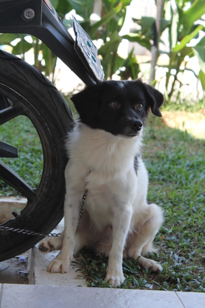 my coussin's dogの写真素材