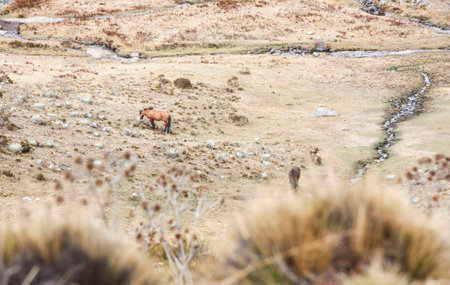 Paisejeの写真素材