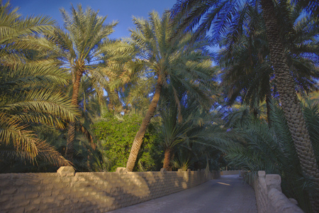 Walkway in al ain oasisの写真素材