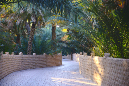 Walkway through al ain oasisの写真素材