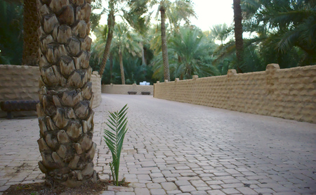 Stem of a date palm in al ain oasisの写真素材