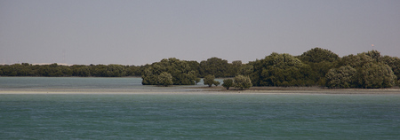 mangroves in al khor, qatarの写真素材