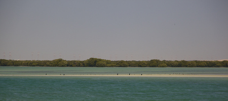 mangroves in al khor, qatarの写真素材