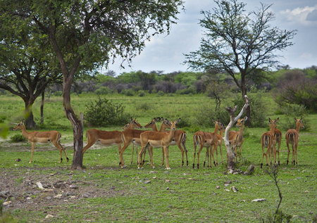 flock of impala antelopesの写真素材