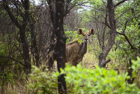 female kudu in the underwoodの写真素材