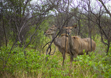 herd of female kudu in the underwoodの写真素材