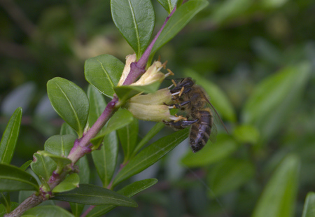 Austrian honey bee harvesting on honeysuckleの写真素材