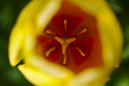 Closeup of yellow-red tulipの写真素材