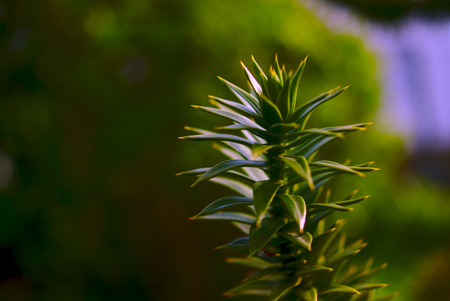 Arm of Araucaria in backlightの写真素材