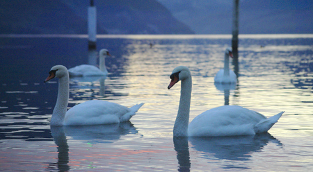 group of swans on lake at the marinaの写真素材