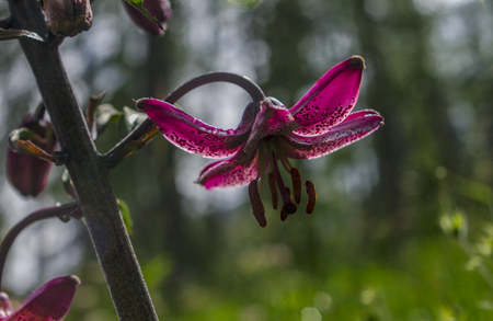 Martagon Lily or Turk's-cap [Lilium martagon]の写真素材