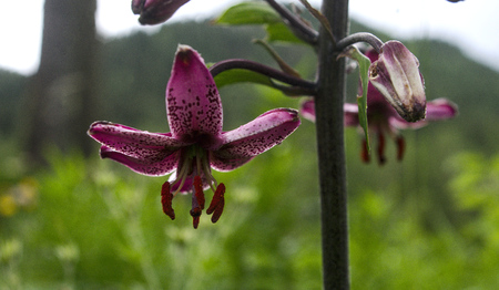 Martagon Lily or Turk's-cap [Lilium martagon]の写真素材