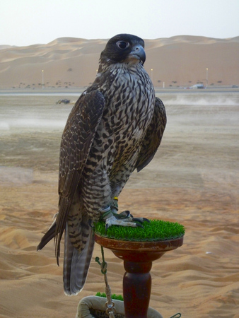 Falcon sitting on the pad in the oasis of liwa, Abu Dhabi.の写真素材