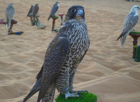 Falcon sitting on the pad in the oasis of liwa, Abu Dhabi.の写真素材