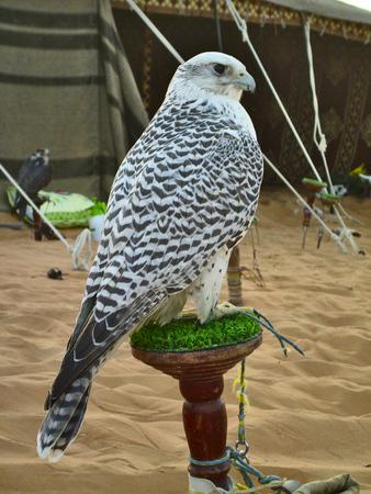 Falcon sitting on the pad in the oasis of liwa, Abu Dhabi.の写真素材