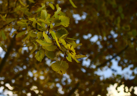 Yellow autumn birch leafs closeupの写真素材