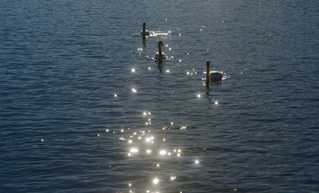 Three swans in backlight with sun flaresの写真素材