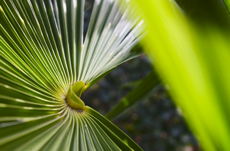 Chinese hemp palm leavesの写真素材