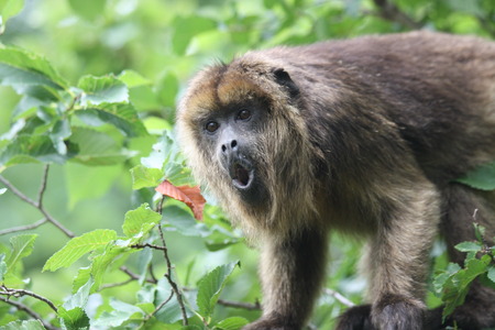 Monkey close up 