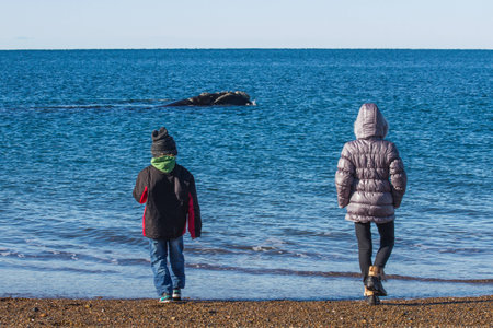 Childs looking at whaleの写真素材