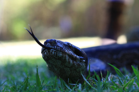 Snakeの写真素材