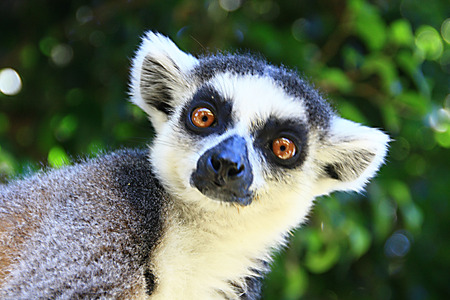 lemur