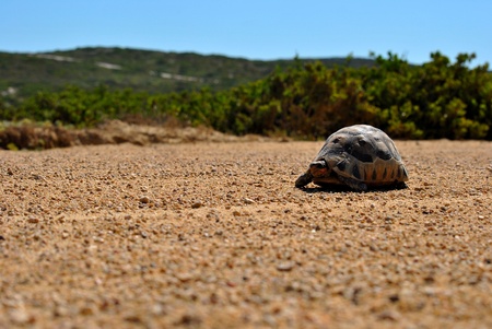 Tortoise on gravel roadの写真素材