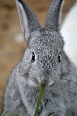 Rabbit eating