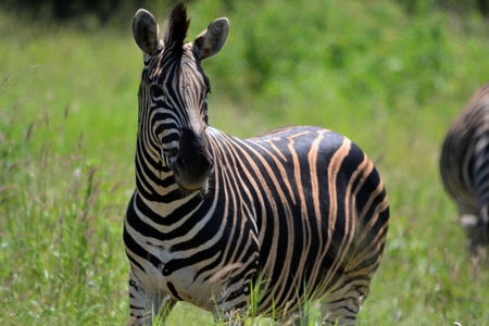 Zebra standing in Grass