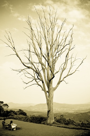 Young couple at big dry treeの写真素材