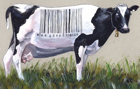 Acrylic illustration of a black and white cow with a price tag onの写真素材