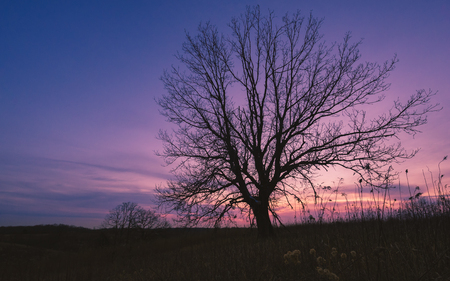 Lone tree as the sun sets on another day