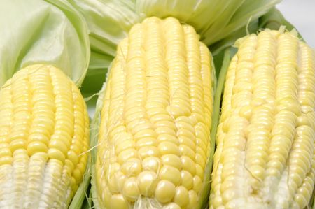 Peeled back raw sweet corns.