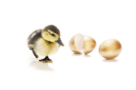 Heir to the goose that lay the golden eggs' story.の写真素材