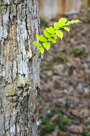 A young plant growing out of a tree.の写真素材