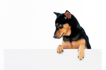 Portrait of a beautiful dog above blank billboard over white background.の写真素材