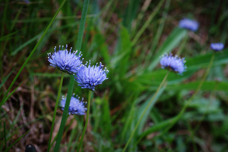 Tiny, blue wild flowers - Sheep's Bitの写真素材