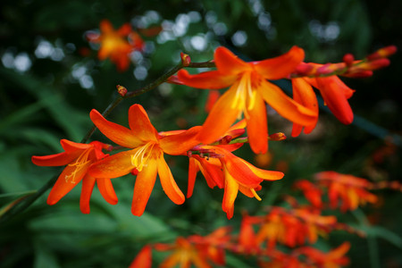 Vivid orange Crocosmia wild flowers against a green hedgerowの写真素材